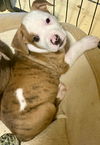 *Sam the cuddle pup