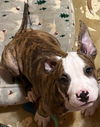 *Frankie-loves to give kisses