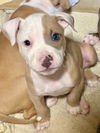 *Blue-baby blue eyes