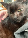 Wagler - Extra Special Lovebug!