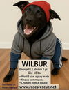 Wilbur-Ready for Adventure