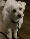 Wesley - special needs