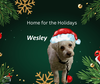 Wesley - special needs