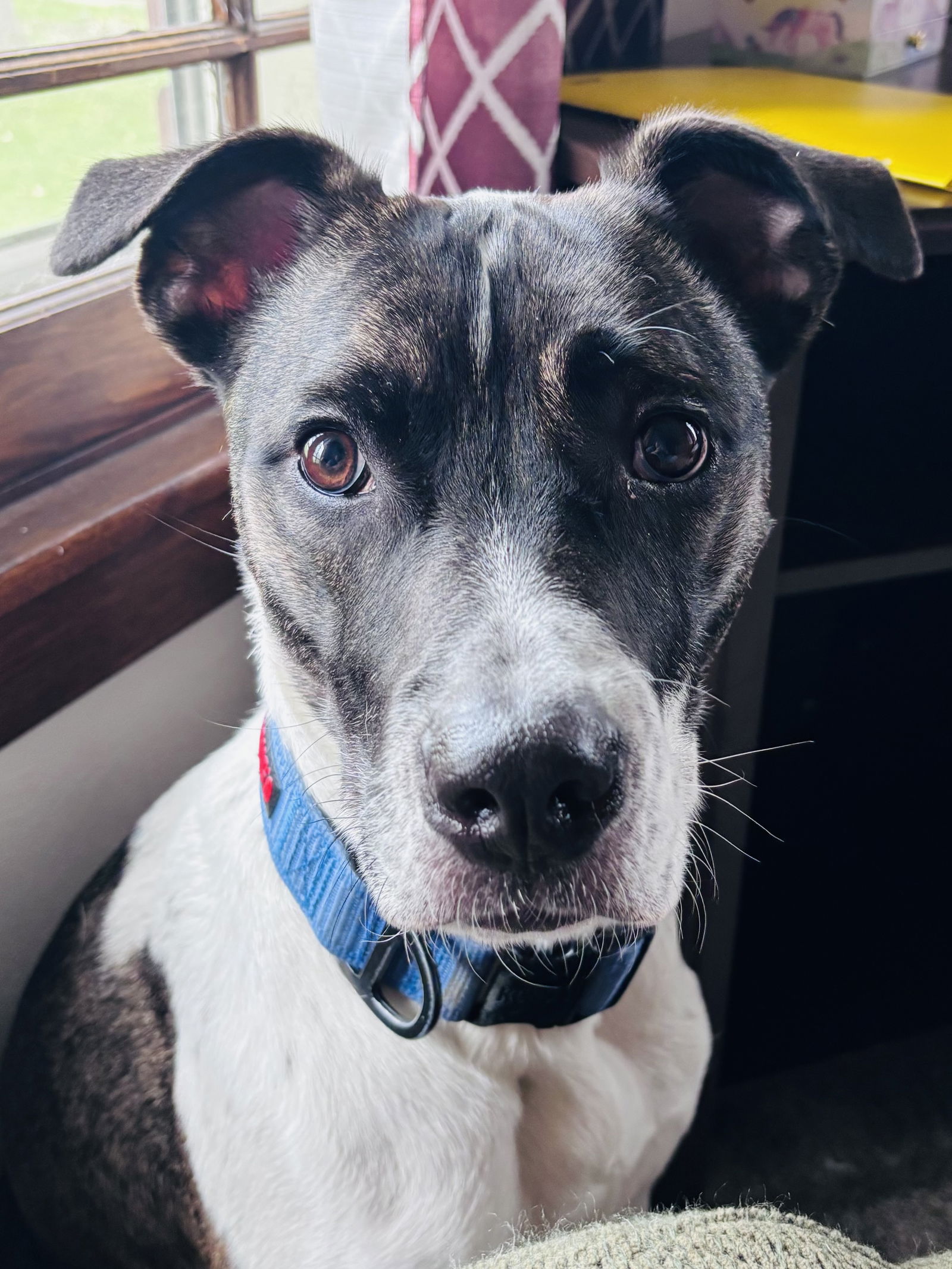 adoptable Dog in Rootstown, OH named Hershey
