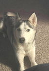 Shasta