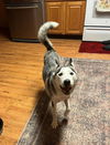 Shasta - Loves to Swim!