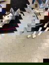Shasta - Loves to Swim!