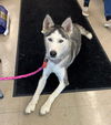 Shasta - Loves to Swim!