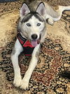 Shasta - Loves to Swim!