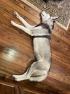 Shasta
