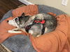 Shasta