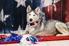 Shasta