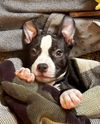 Elsie-Little Miss Happy Tail!