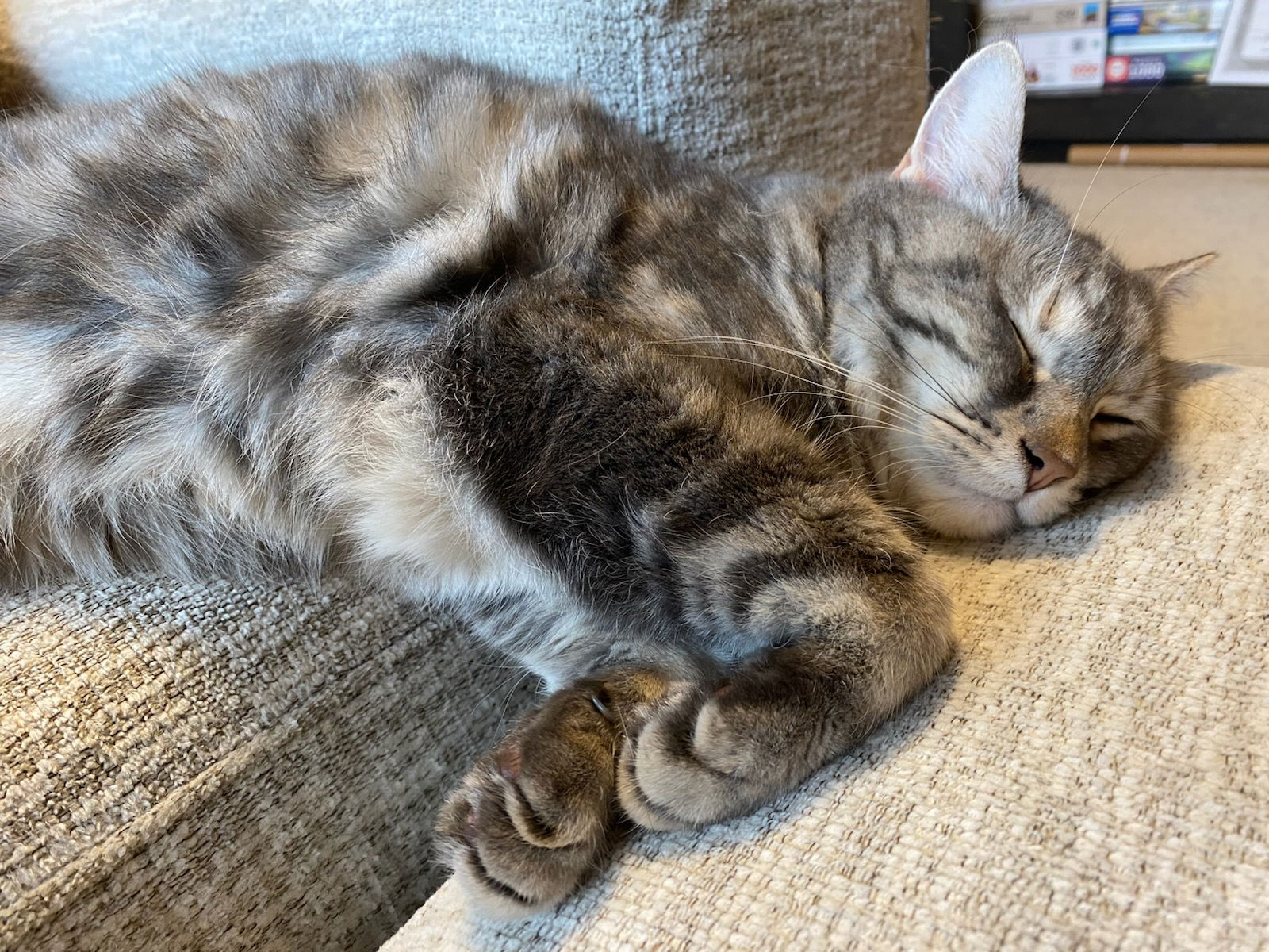adoptable Cat in Rootstown, OH named Livie Bean