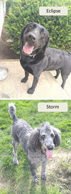Eclipse & Storm-bonded pair