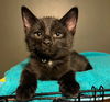adoptable Cat in rootstown, OH named Niko