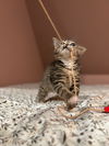Bassoon