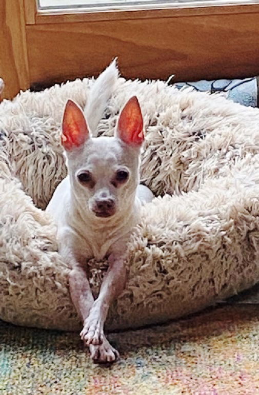 adoptable Dog in Rootstown, OH named Jiminy Cricket-Loves People