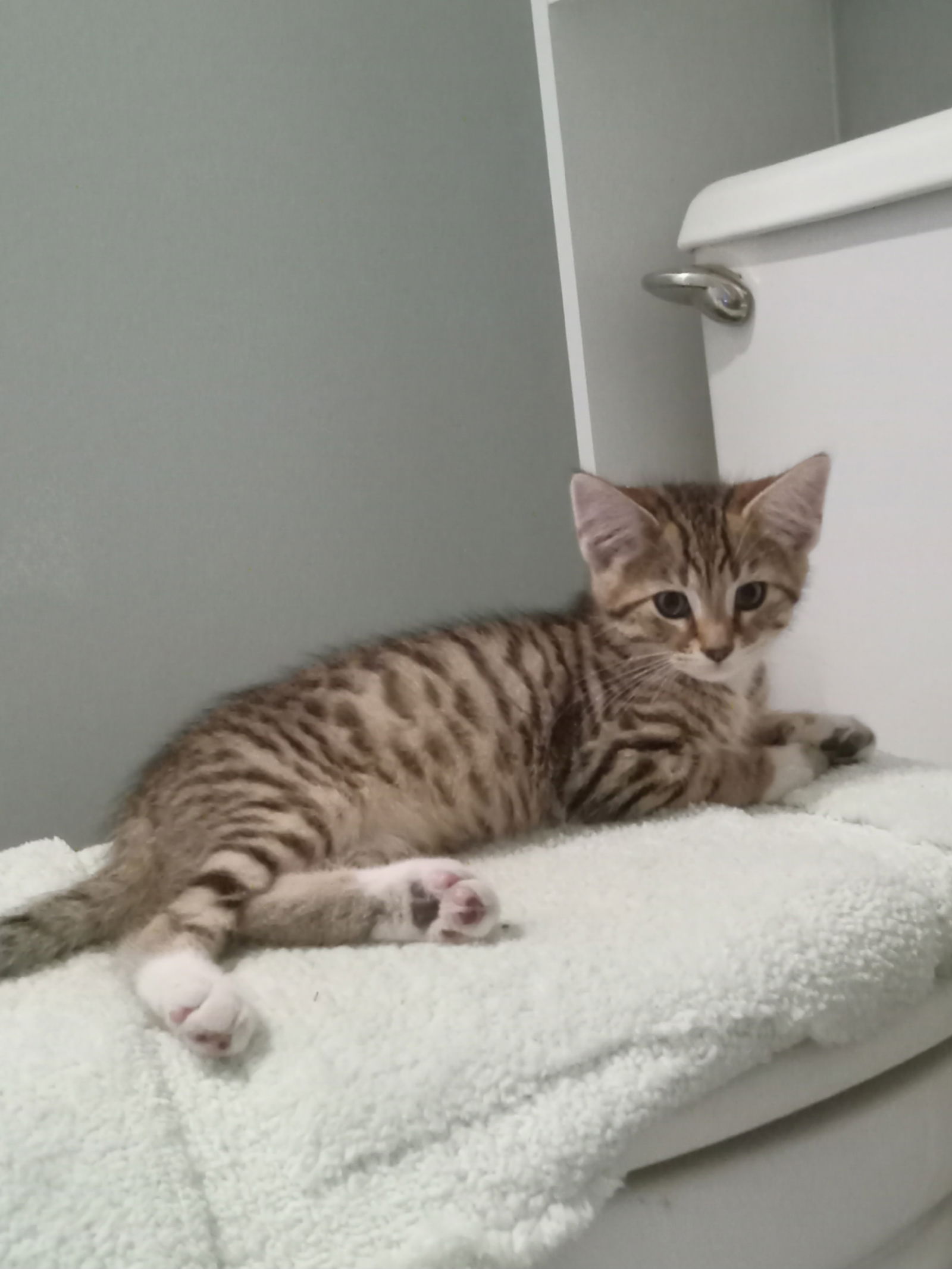 adoptable Cat in Rootstown, OH named Poe
