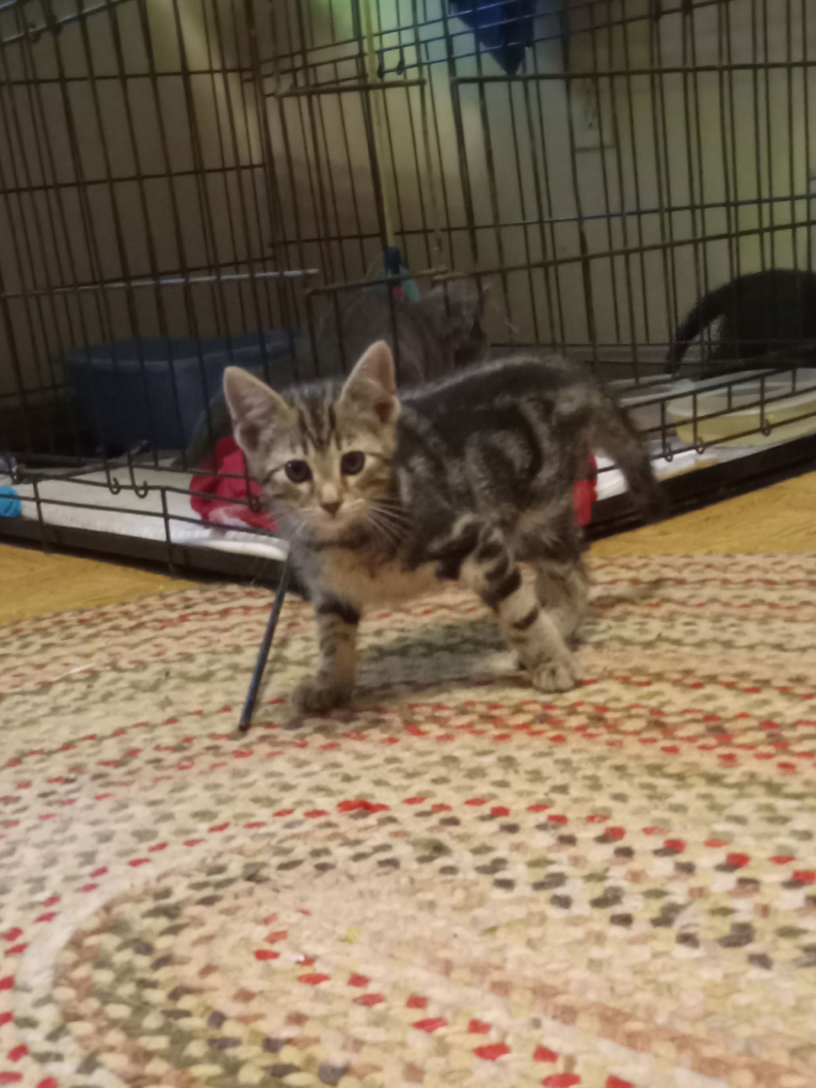 adoptable Cat in Rootstown, OH named Swirl
