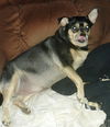 Jelly Roll