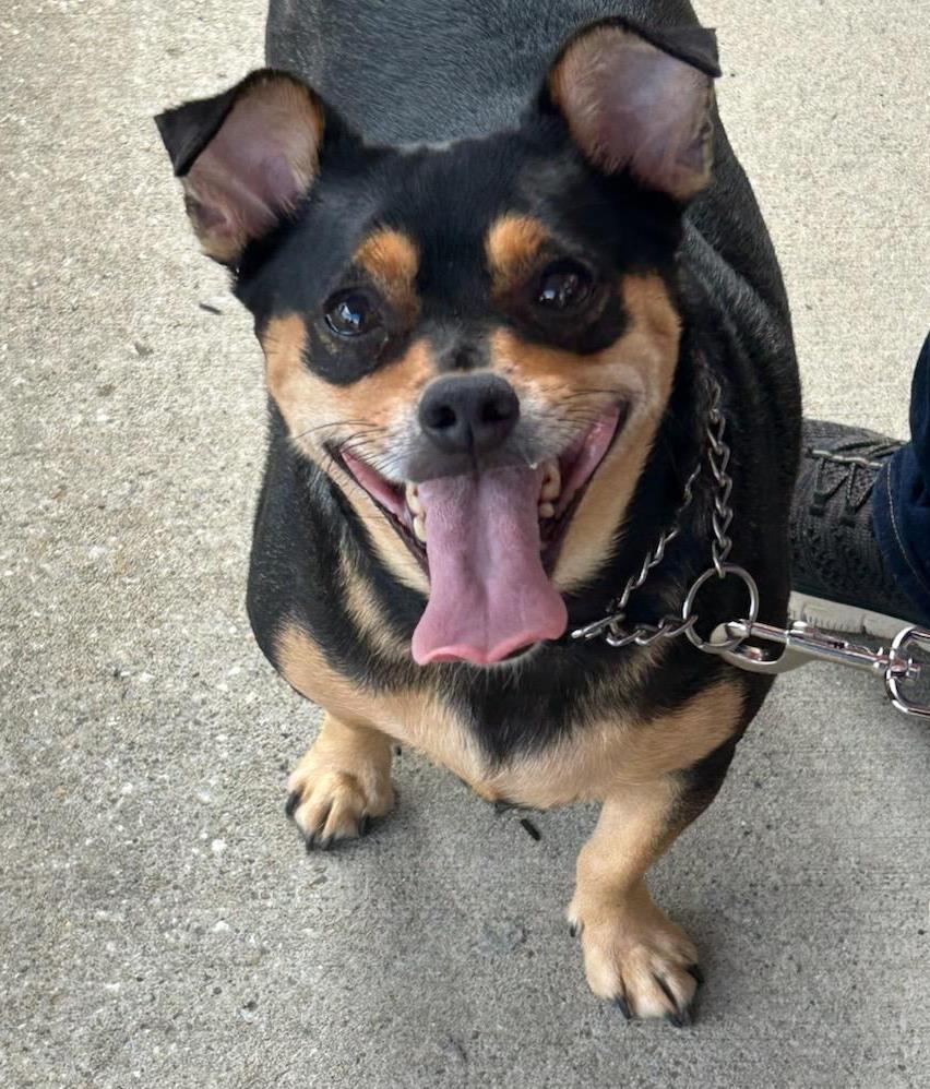 adoptable Dog in Rootstown, OH named Jelly Roll-pudgy but cute