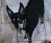 Brutus and Po (bonded pair)