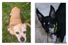 Brutus and Po (bonded pair)