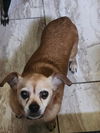 Brutus and Po (bonded pair)