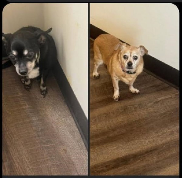 **Brutus and Po (bonded pair)
