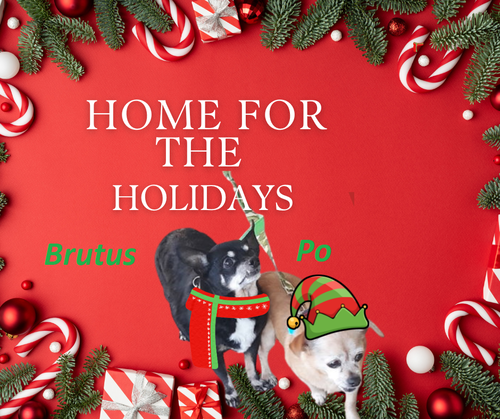 **Brutus and Po (bonded pair)