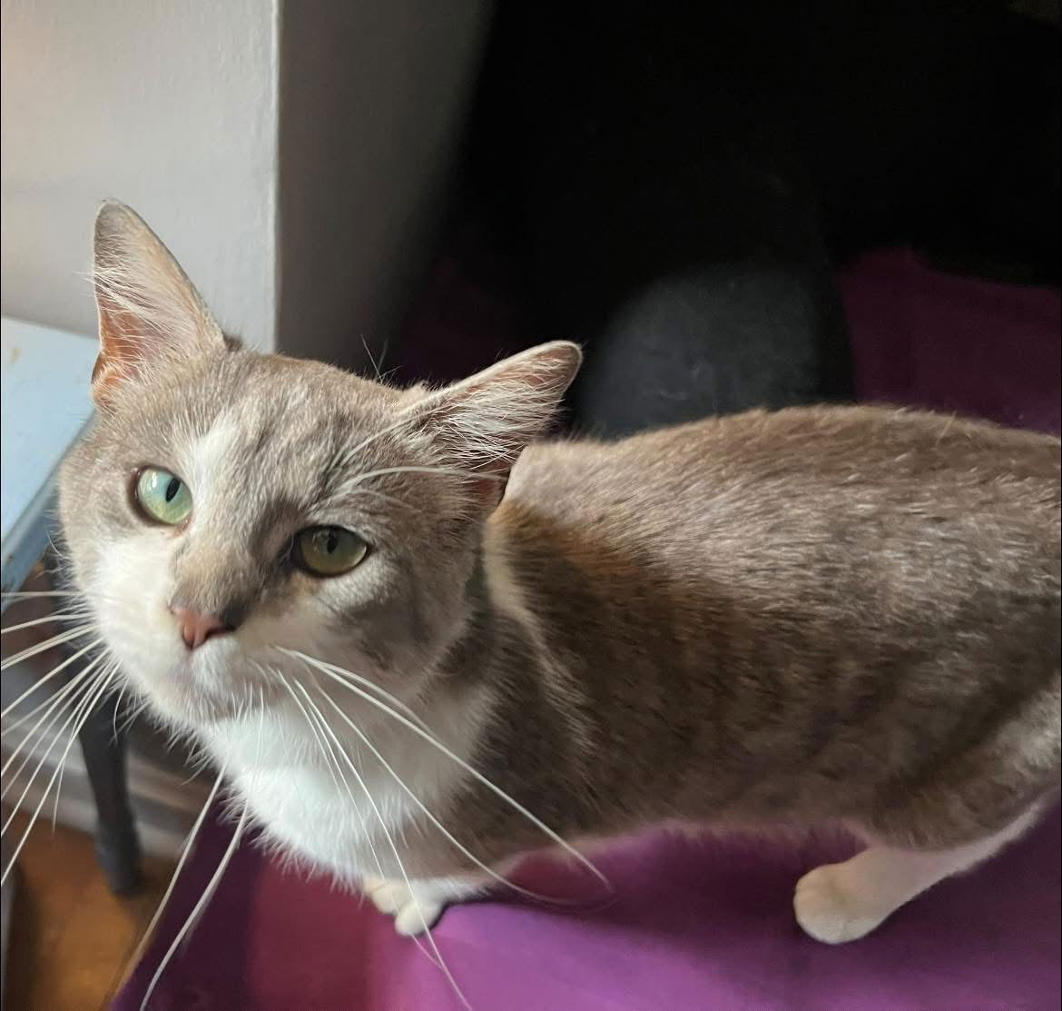 adoptable Cat in Rootstown, OH named Smokey