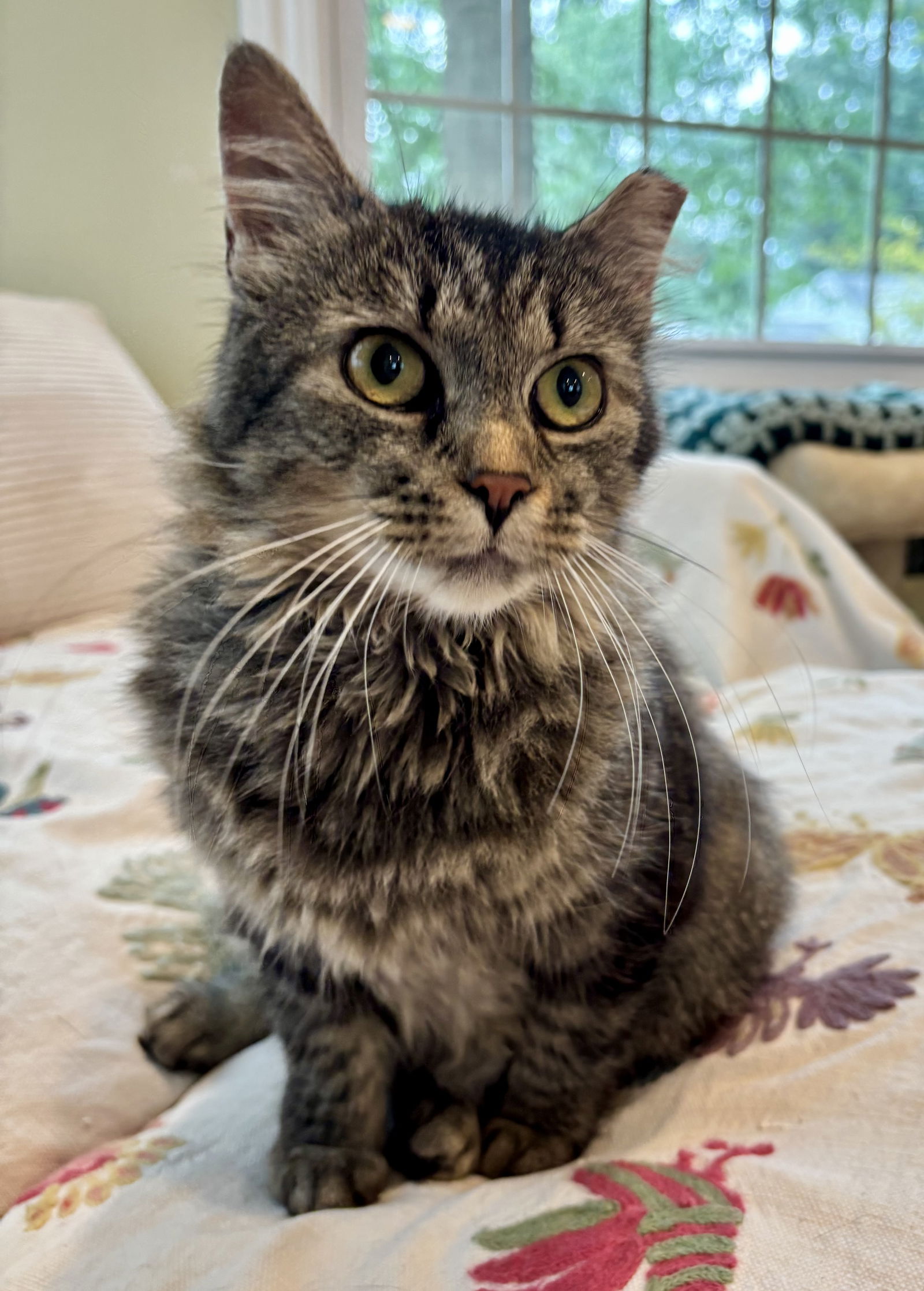adoptable Cat in Rootstown, OH named Cosmic Brownie