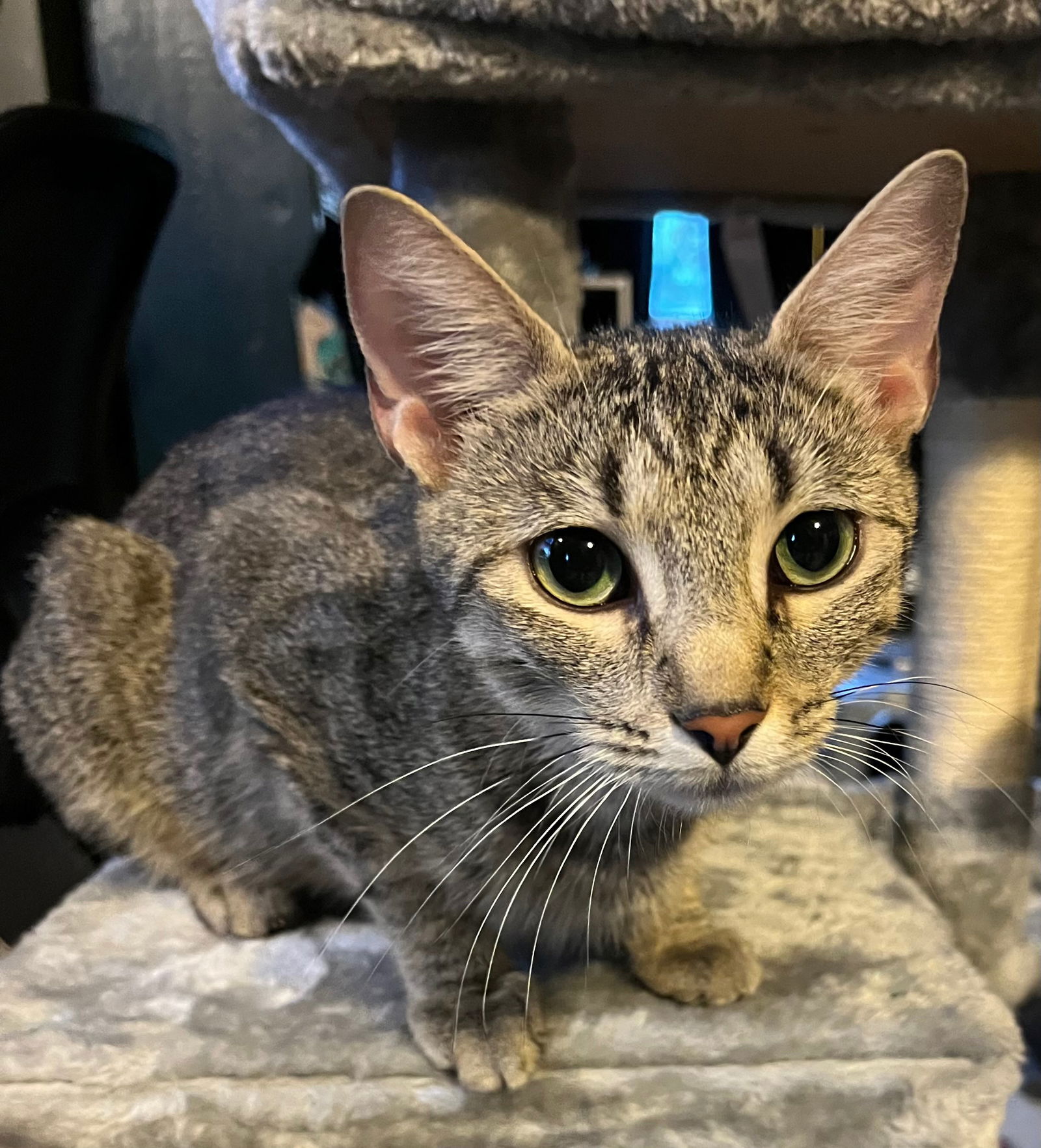 adoptable Cat in Rootstown, OH named Moira