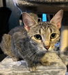 adoptable Cat in rootstown, OH named Moira