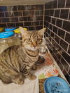 Peanut