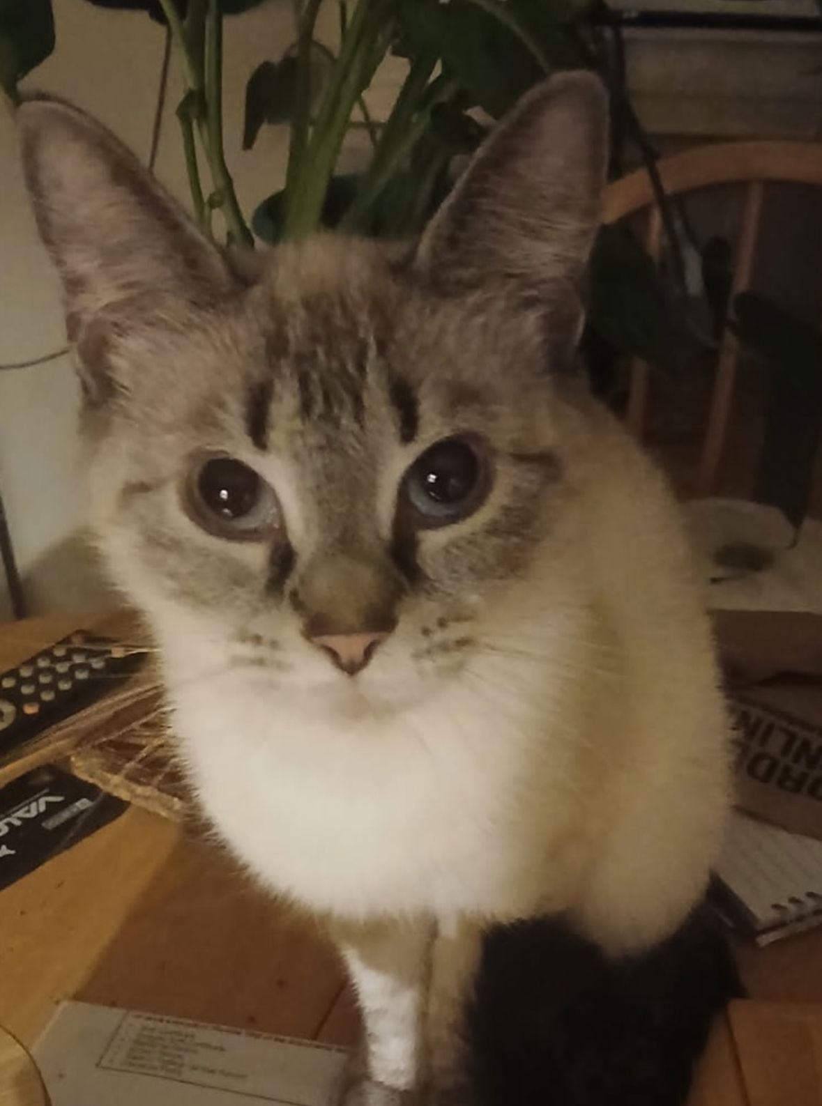 adoptable Cat in Rootstown, OH named Gidget