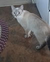 Gidget