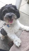 Teddy Boy-Shaggy Dog