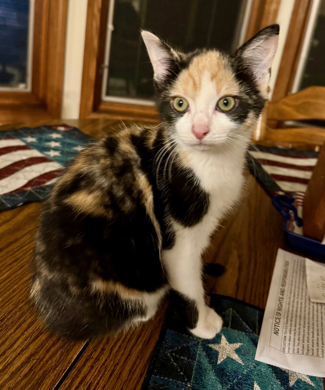 adoptable Cat in Rootstown, OH named Rainbow