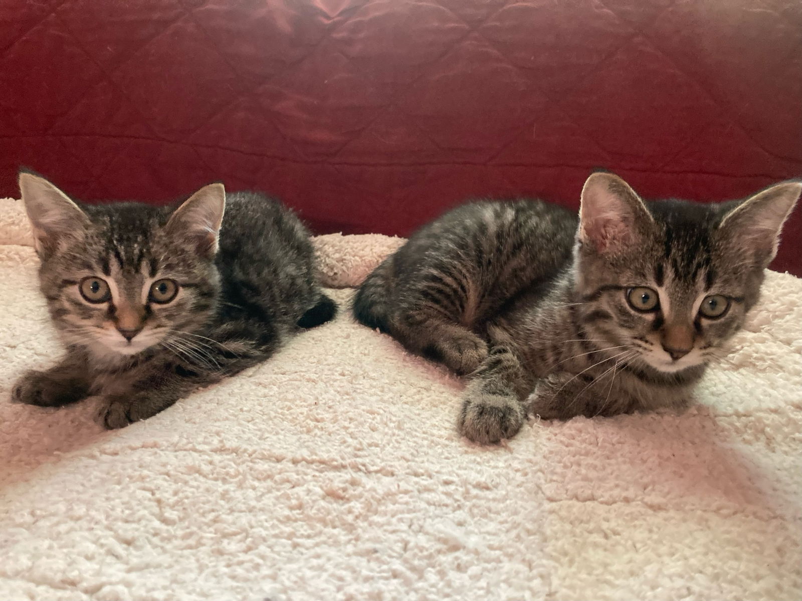 adoptable Cat in Rootstown, OH named Mia & Milo
