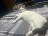 Buddy