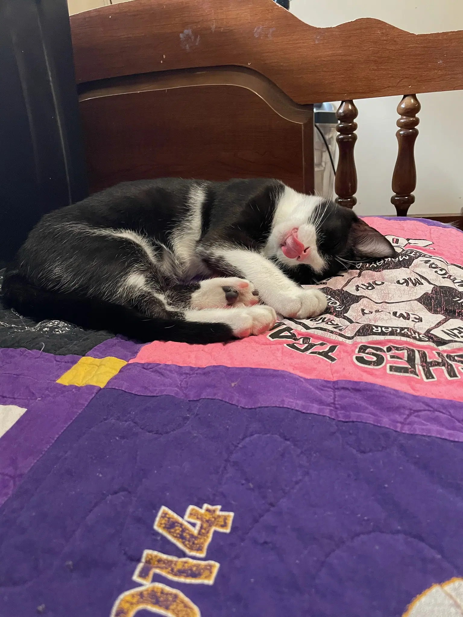 Jacob - Domestic Short Hair