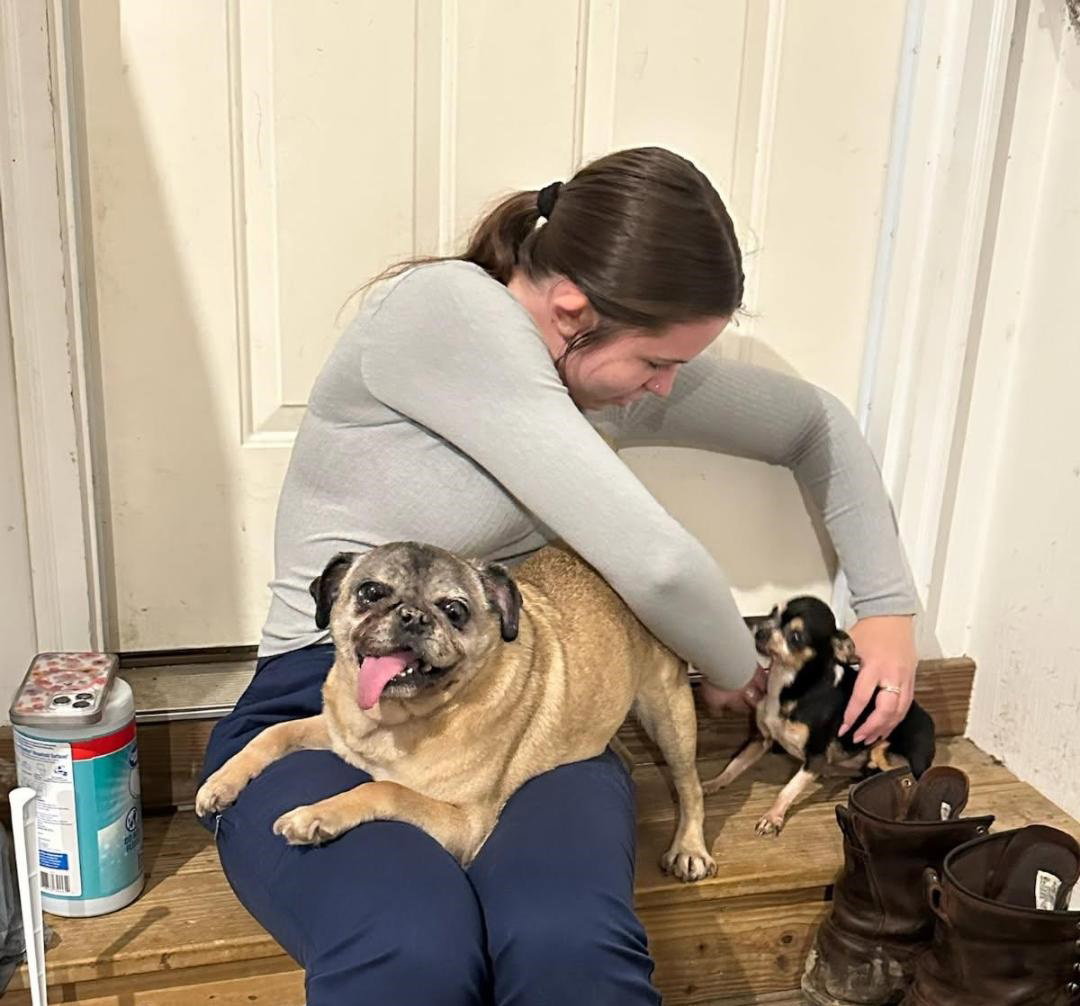 Dog for Adoption - Rufus the Pug, a Pug in Cuyahoga County, OH | Alpha Paw
