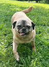 Rufus the Pug