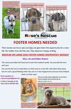 Fosters Needed!