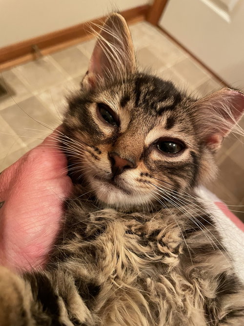 Dexter