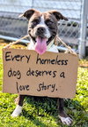 Pound Dog-Maddie 184959