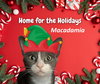 Macadamia