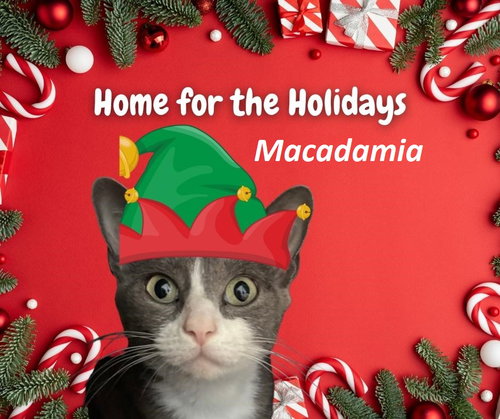 Macadamia